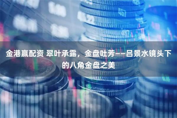金港赢配资 翠叶承露，金盘吐芳——吕景水镜头下的八角金盘之美